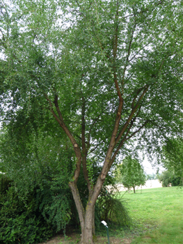 Arbrisseau voire arbre pouvant dépasser 10 mètres. Agrandir dans une nouvelle fenêtre (ou onglet)